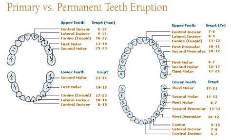 canine teeth development