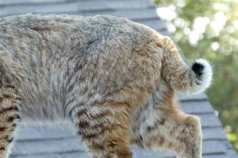 Do Bobcats Have Tails & Can They Be Long? | Misfit Animals