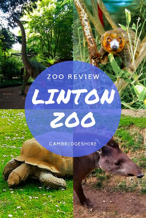 Linton Zoo Animals - Our Favourites - Travels With Ted | Zoo animals, Zoo, Linton