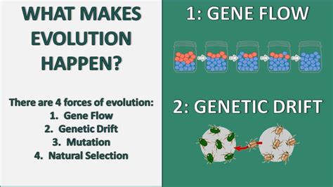 Understanding Gene Flow and Genetic Drift - W3schools