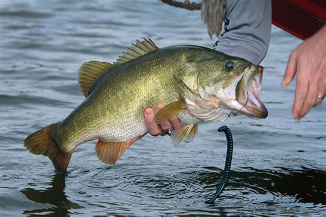 Top Places for Bass Fishing in Georgia - Game & Fish