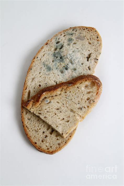 Moldy Bread Photograph by Photo Researchers - Pixels