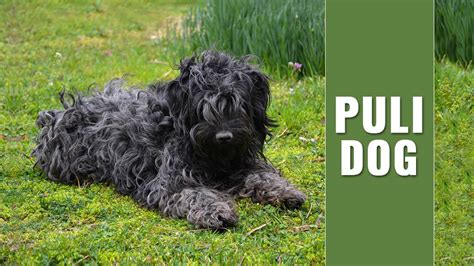 Puli - Dog Breed Information & Training Tips - Petmoo