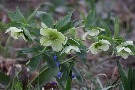 Hellebore Flowers Flower - Free photo on Pixabay - Pixabay