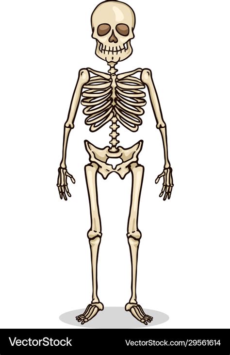 Cartoon color character - human skeleton Vector Image