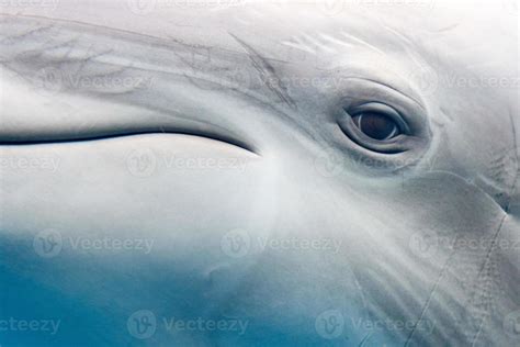 dolphin smiling eye close up portrait detail 12025898 Stock Photo at ...