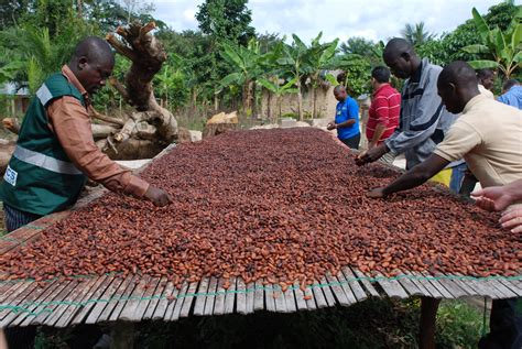 Cacao and the Chocolate Industry - Producers Stories