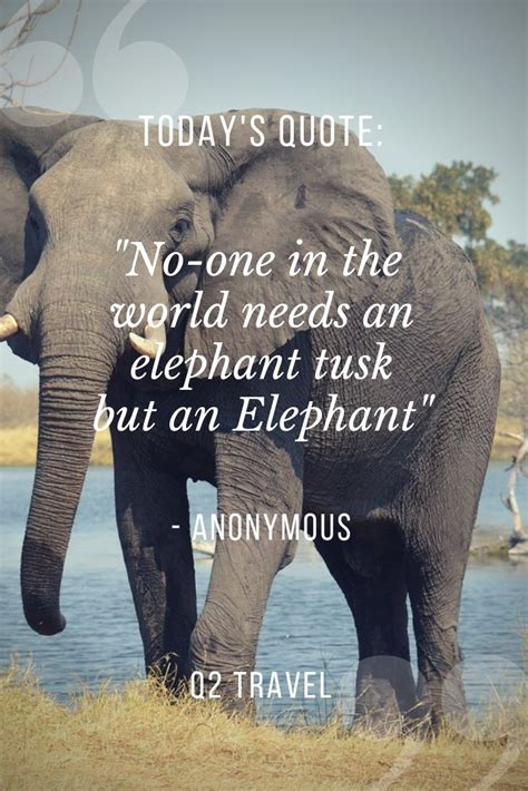 "No-one in the world needs an elephant tusk but an Elephant" | Cool words, Africa quotes, Quotes ...