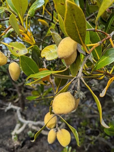 Avicennia marina (Forssk.) Vierh., Grey mangrove (Useful plants of tropical Africa) - Pl@ntNet ...