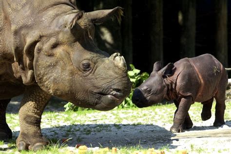 Une naissance historique de rhinocéros de Sumatra suscite l'espoir | La ...