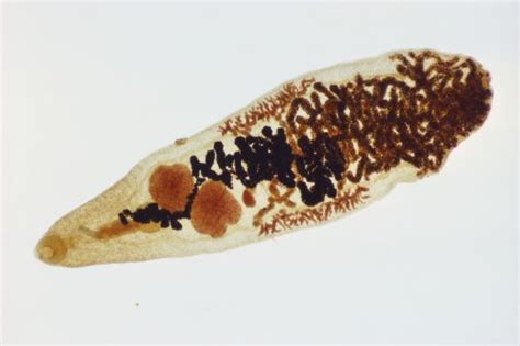 Dicrocoelium dendriticum