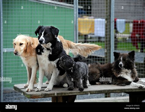 Dogs for adoption at the Many Tears Animal Rescue centre near Llanelli ...