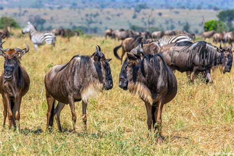 Serengeti-Two Wildebeest | Serengeti National Park, Tanzania 2020 | Steve Shames Photo Gallery