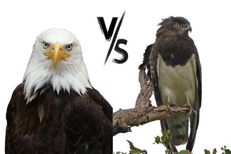 Eagles VS Hawks: The Key Differences And Who Wins?