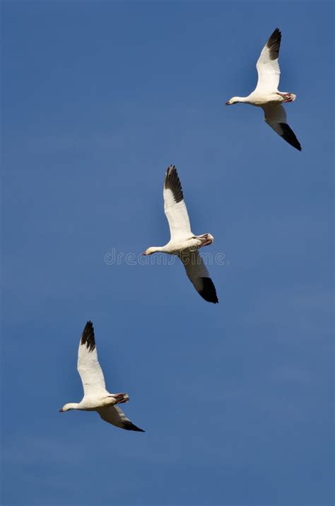 Three Snow Geese in Flight stock photo. Image of waterfowl - 20715676