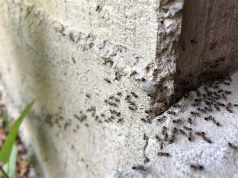 How To Get Rid Of Ants In Walls (The Simple Strategy)