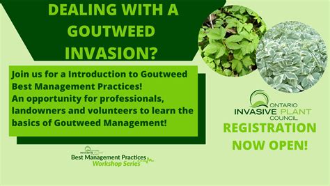 An Introduction to Goutweed Best Management Practices: Online Workshop - Ontario Invasive Plant ...