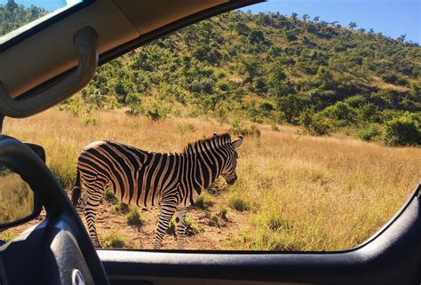 Africa Safari in Pilanesberg | Africa safari, Pilanesberg, Safari