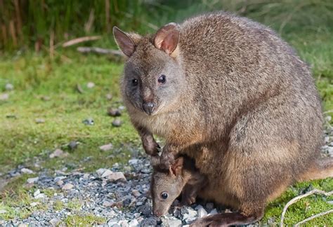 Pademelon Animals | Amazing Facts & Latest Pictures | Animals Lover