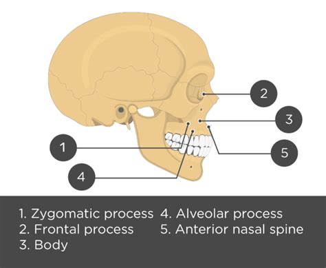 Maxilla Bone Anatomy | GetBodySmart