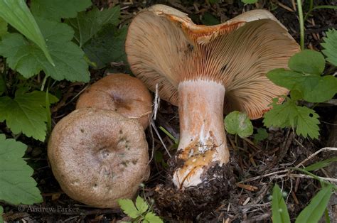 "Lactarius deliciosus" grp_2192 | The name Lactarius delicio… | Flickr