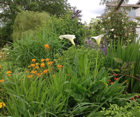 Windwhistle garden. Arum lilies and wallflowers in June. | Arum lily, Garden, Organic vegetable ...