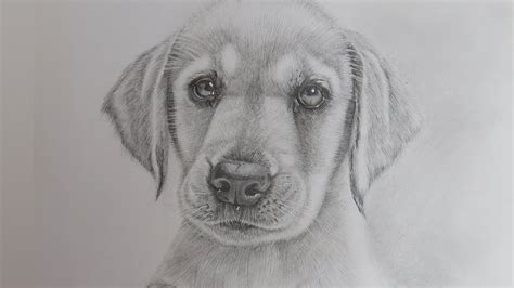 How to Draw a Realistic Puppy Dog Labrador Retriever - YouTube