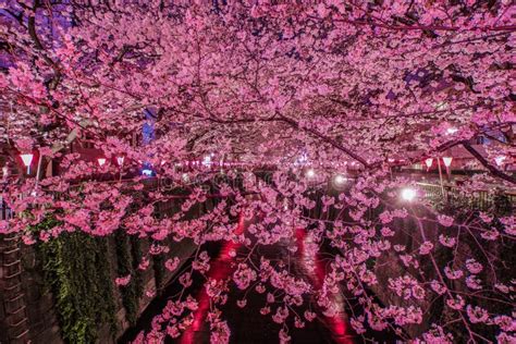 Meguro River Night Sakura (Nakameguro) Stock Image - Image of meguro ...