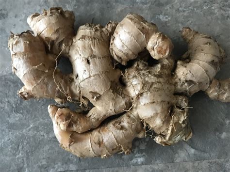 15+ Ginger Edible Plant | FawneFinnean