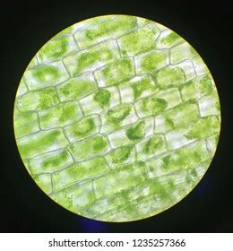 3,902 Chloroplast Microscope Royalty-Free Photos and Stock Images ...