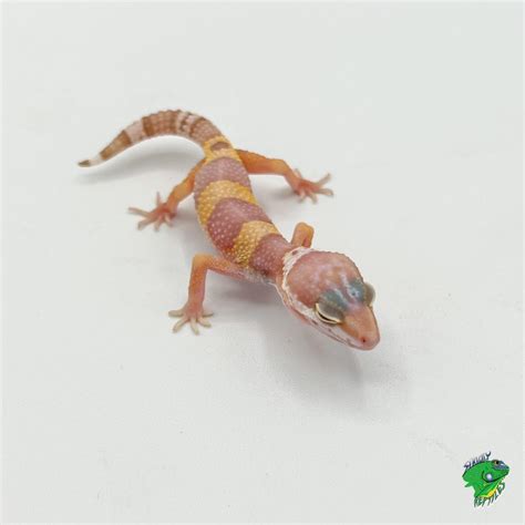 Albino Tokay Gecko - Strictly Reptiles