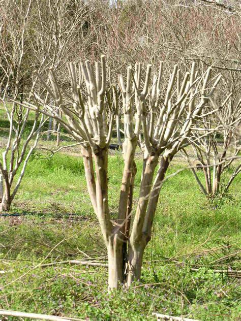 Pruning Crape Myrtles – Center for Urban Agriculture