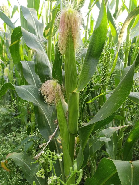 Maize plants in a field - PixaHive