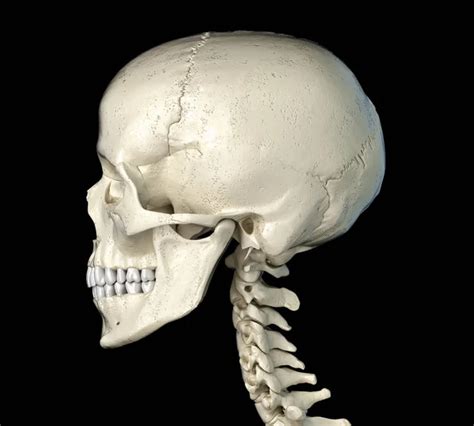 Human skull view — Stock Photo © sciencepics #135093904