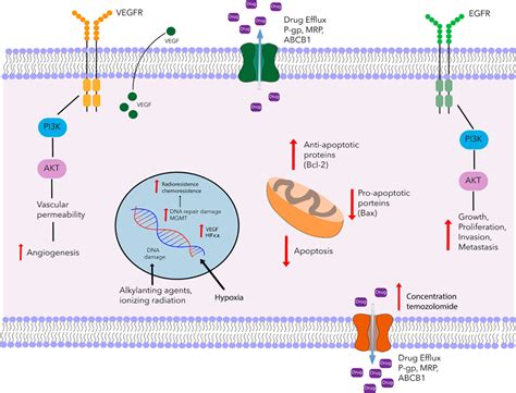 Frontiers | Mifepristone Repurposing in Treatment of High-Grade Gliomas