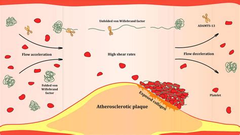 Shear-rate dependent activation of Von Willebrand factor (VWF) at the ...