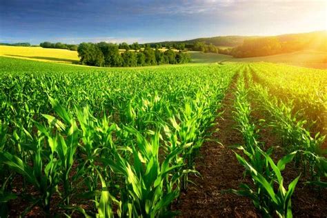 Biointensive Farming: Importance, Examples and Principles - Conserve ...