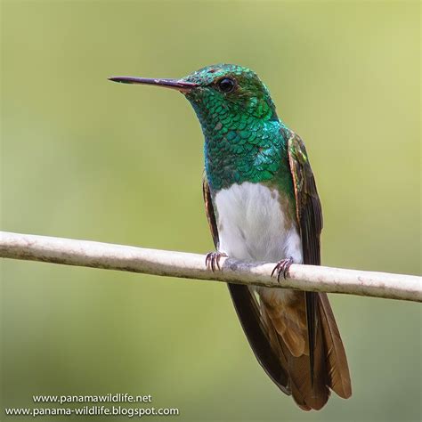 Hummingbirds photos at Tortí, eastern Panamá (Touring with Advantage Tours Panama, Part 2.1)