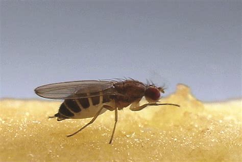 Fruit Fly Control, Get Rid of Fruit Flies - Orkin.com