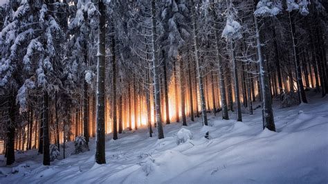 nature, Landscape, Mountain, Trees, Forest, Winter, Sunrise, Germany, Snow, Black, White, Yellow ...