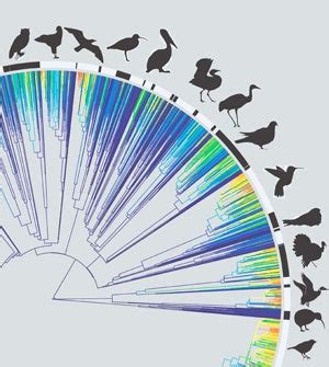 Exhaustive family tree for birds shows recent, rapid diversification | YaleNews