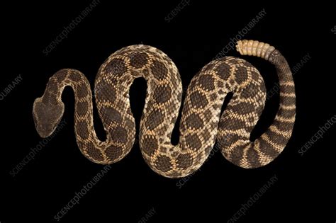 Southern pacific rattlesnake - Stock Image - C058/4443 - Science Photo ...