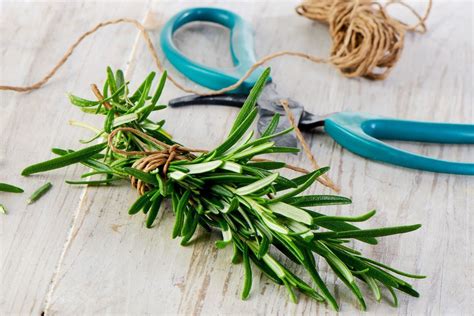 How to Harvest Rosemary - The Kitchen Herbs