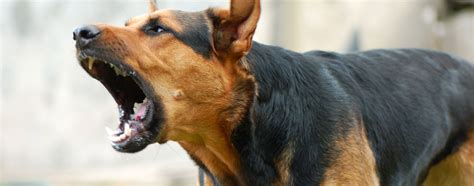 Aggressive Dog Behavior Can Lead to Biting: Learn How to Tell if a Dog Will Bite and How to ...