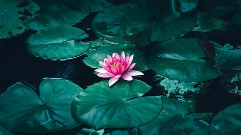 Lotus Flower in Water 4K Wallpapers | HD Wallpapers | ID #30493