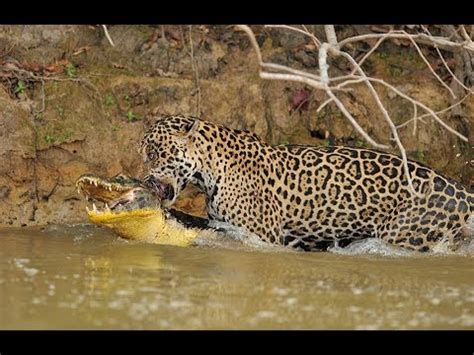 Jaguar VS Crocodile Fight in The River - YouTube