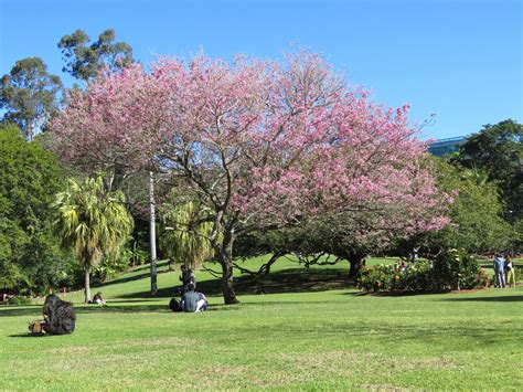 Pink Trumpet Tree a possible cure for climate changed gardens