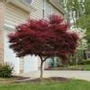 Online Orchards 2 Gal. Bloodgood Japanese Maple Tree - Cold Hardy, Compact Form SBAP201 - The ...