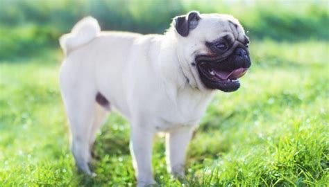 15 Pug Facts That Everyone Needs To Know!