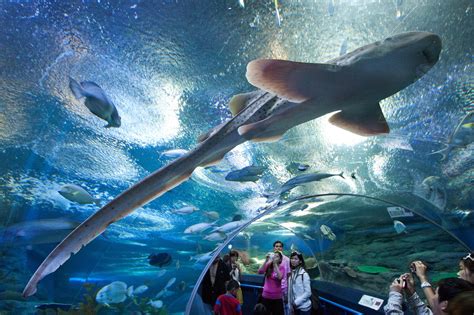 Underwater World Pattaya aquarium, Pattaya